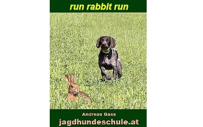 Video: run rabbit run